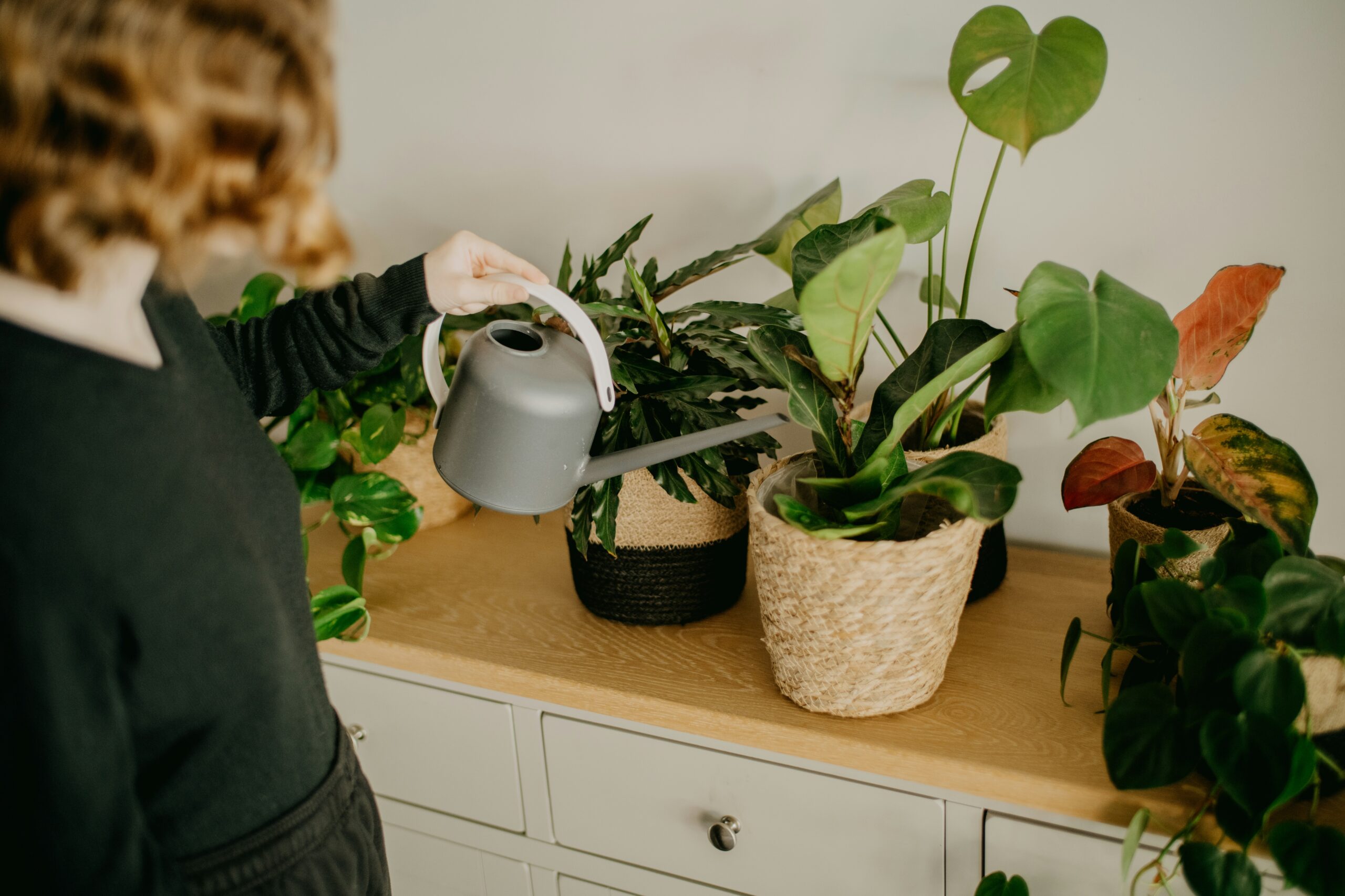 使用手指觸摸土壤測試濕度，是正確的澆水判斷法