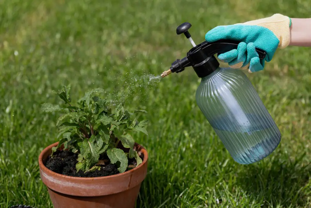 施肥與介質問題