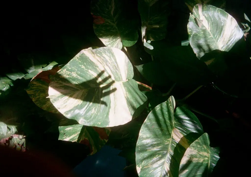 養護急診室分科指南