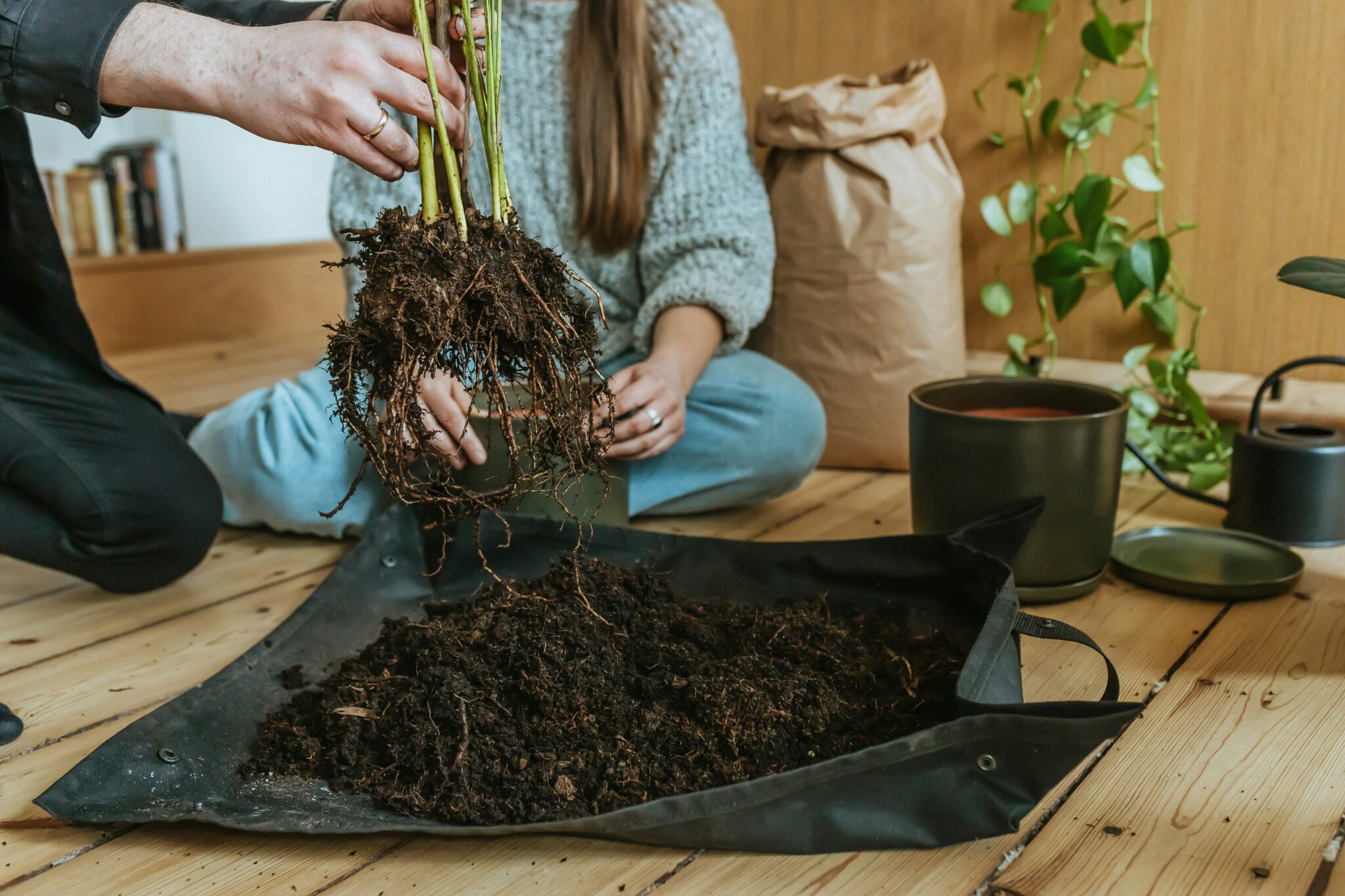Root Rot Causes Revealed: Can My Plant Be Saved? Rescue SOP: 5 Key ...
