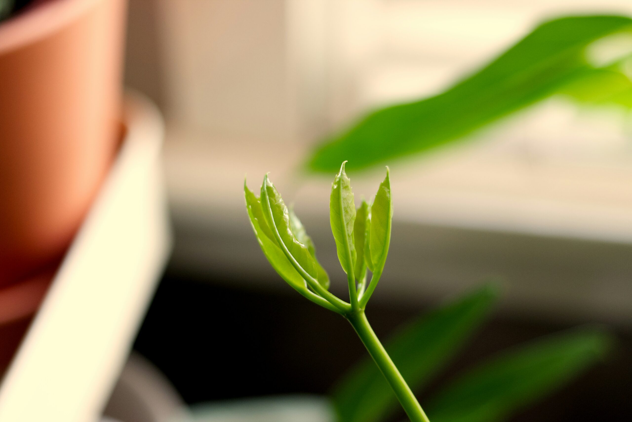 施肥得當的植物展現出充滿活力的綠色，是盆栽如何施肥的最佳成果證明