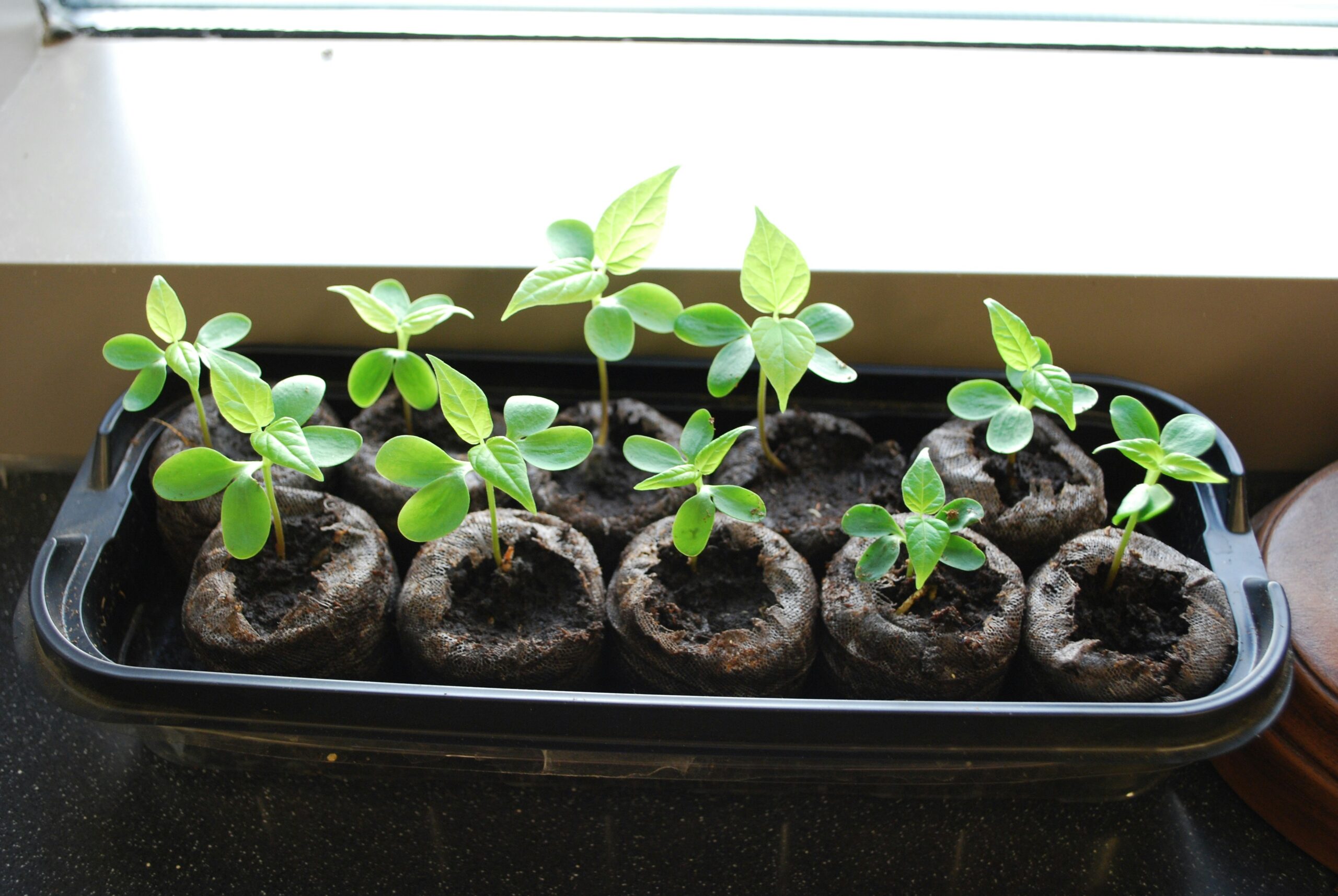 使用緩釋肥顆粒灑在土壤表面，是最安全的盆栽如何施肥方式