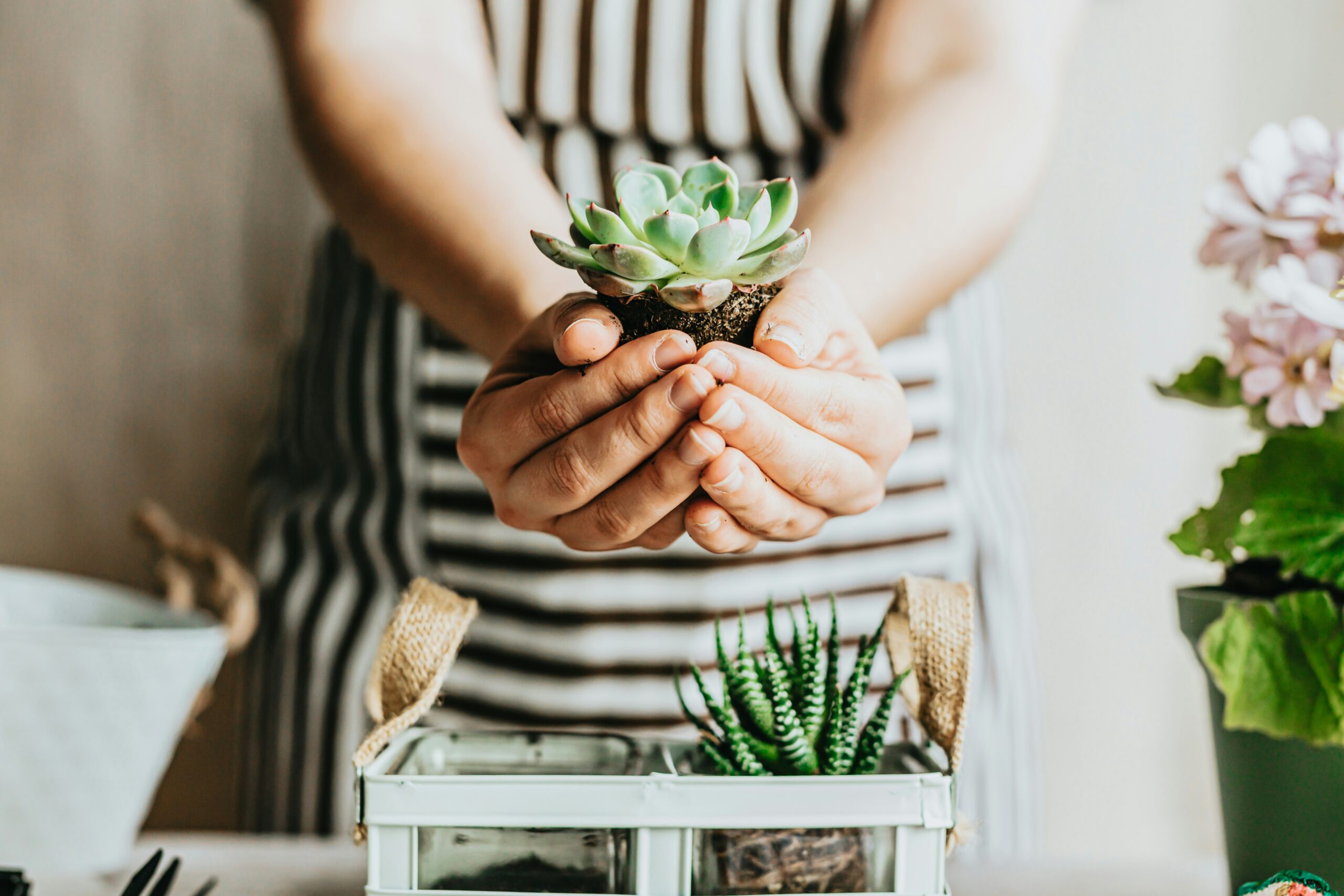 成功繁殖的多肉植物小苗，展示多肉植物照顧繁殖的樂趣